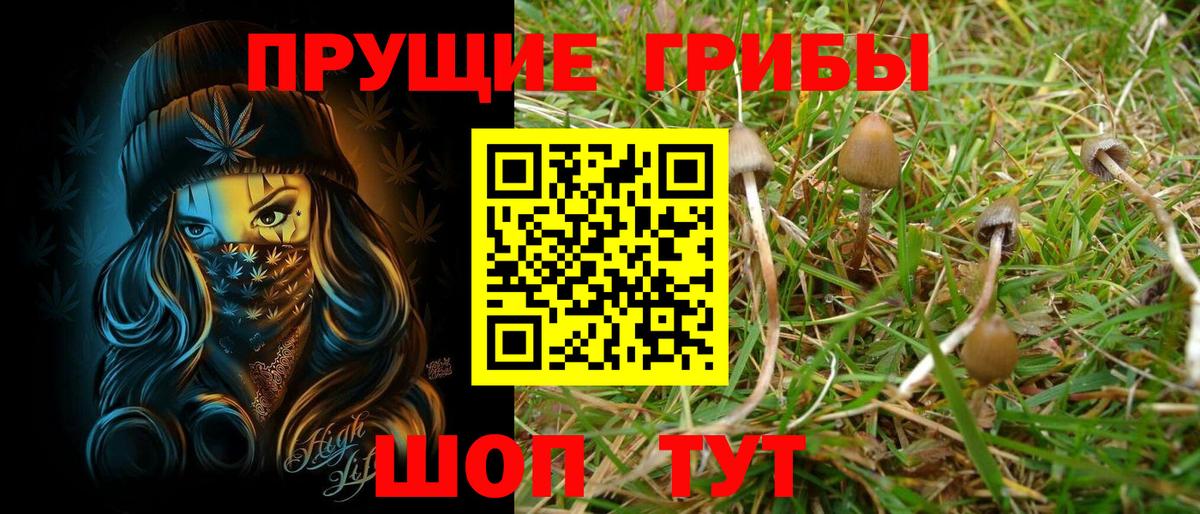 Псилоцибиновые грибы Psilocybe Тихорецк